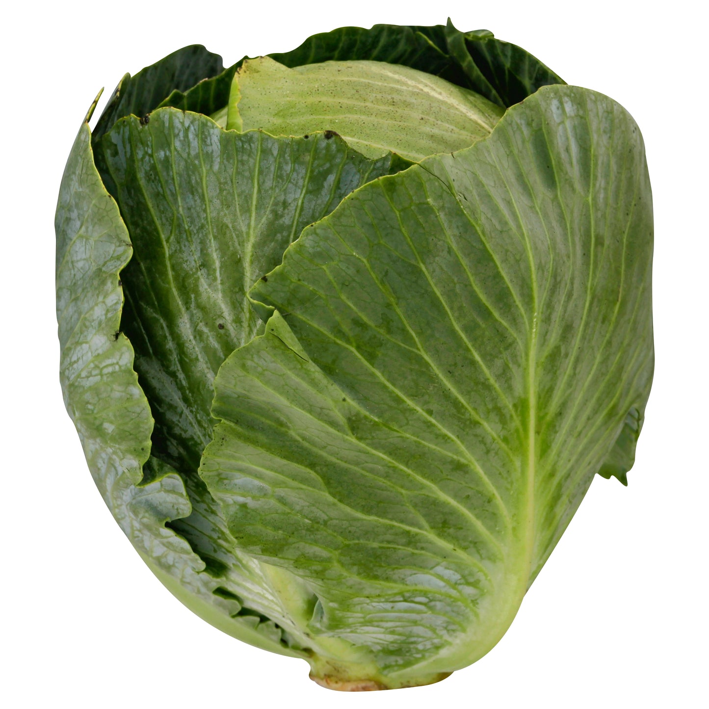Green Cabbage