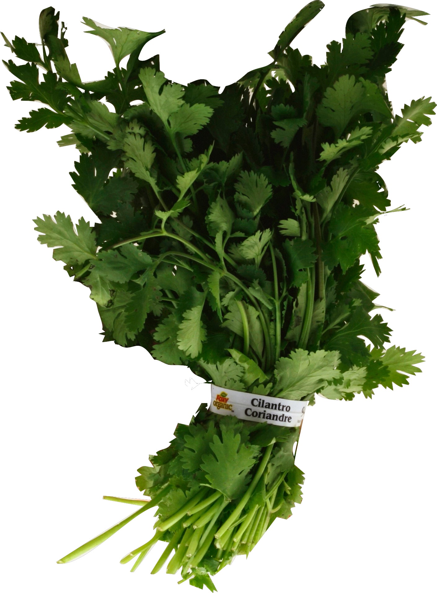 Cilantro (Chinese Parsley/Coriander)